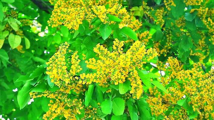 나무 식물 계절 공원 꽃 아시아 컬러 잎 꽃무늬 오렌지 자연 사람없음 목재 초록색 햇빛 태양 뷰티 노란색 정원 봄 성장 벚꽃 나뭇가지 신선 개화 황금 묘사 아로마 내추럴 버마 MP4 해외동영상 클립영상 자연요소 공공시설 나라 무늬 과일 재료 생태계 동영상 파일형식