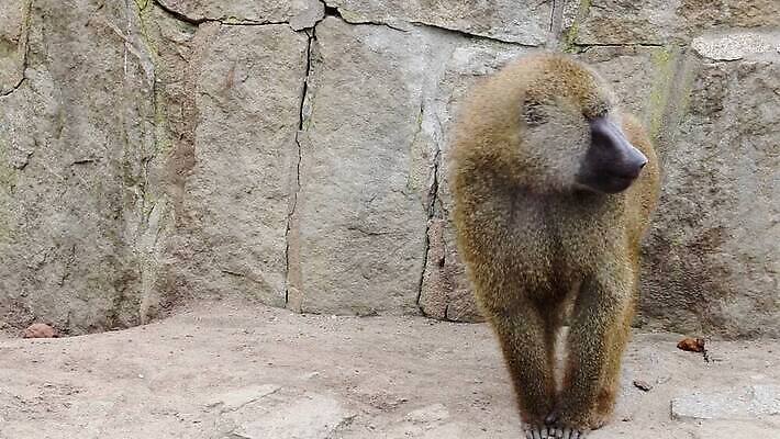 동물 공원 여자 남자 얼굴 야생동물 포유류 가족 아프리카 자연 휴식 털 동물원 앉기 사람없음 야외 갈색 머리 검은색 회색 흰색 원숭이 아기 그룹 황무지 닫기 케냐 서식지 유인원 내추럴 동물상 에티오피아 MOV 해외동영상 클립영상 공공시설 나라 컬러 컨셉 관계 모션 사람 신체부위 조형물 생태계 동영상 파일형식