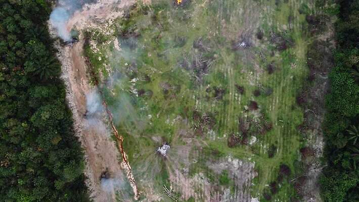 나무 지구 불 안테나 사람없음 목재 초록색 글로벌 환경 손상 보호 숲 땅 자르기 서식지 내추럴 개발 드론 땅바닥 벌목 재앙 화상 4K MOV 해외동영상 클립영상 자연요소 식물 컬러 컨셉 재료 통신 모션 바닥 상처 동영상 파일형식