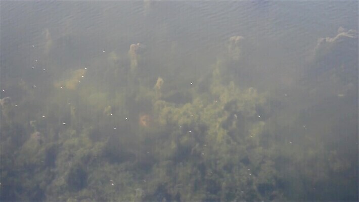 야생동물 바다 백그라운드 사람없음 야외 파란색 햇빛 태양 환경 수중 거품 수면 해조류 분위기 환경보전 생태계 암초 인도양 카리브해 열대기후 MOV 해외동영상 클립영상 자연요소 동물 컬러 컨셉 물 해양식물 사회이슈 동영상 파일형식