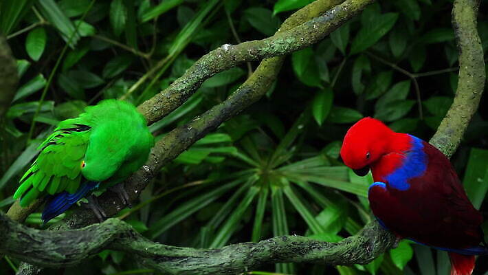 동물 야생동물 컬러 날개 자연 조류 사람없음 빨간색 초록색 파란색 컬러풀 뷰티 활발 흰색 깃털 부리 앵무새 내추럴 동물상 아마존 이국적 4K MOV 해외동영상 클립영상 컨셉 조형물 생태계 동영상 파일형식