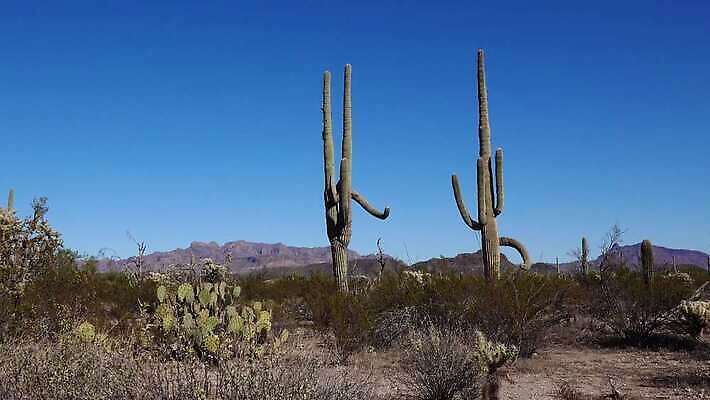 식물 공원 선 여행 자연 산 선인장 건조 사람없음 파란색 미국 성장 오르간 보호 큼 파이프 먼지 애리조나 천연기념물 전국 유일 4K MP4 해외동영상 클립영상 공공시설 컬러 컨셉 북아메리카 건반악기 크기 생태계 동영상 파일형식