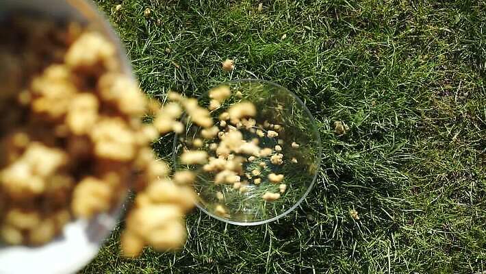 손 음식 백그라운드 건강 요리 잔디 사람없음 초록색 소풍 숟가락 맑음 식사 우유 견과류 시골 신선 조끼 투명 사발 붓기 떨어짐 아침식사 낟알 시리얼 먹기 유기농 날것 쏟아짐 섬유 내추럴 뮤즐리 오트밀 채식주의자 핸드메이드 개암 비건 그래놀라 MP4 해외동영상 슬로모션 클립영상 식물 웰빙 열매 컬러 컨셉 모션 날씨 유제품 촬영기법 수저 신체부위 야외활동 외투 직물 사기그릇 채식 동영상 파일형식 귀리