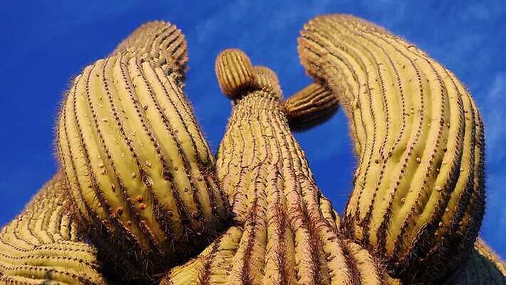 식물 공원 꽃 분홍색 백그라운드 자연 하늘 날씨 산 선인장 건조 통 풍경 사람없음 초록색 파란색 미국 봄 새벽 사막 뜨거움 가시 황무지 냄비 큼 아래 척추 각도 암초 애리조나 내추럴 다육식물 전국 4K MP4 해외동영상 클립영상 자연요소 계절 공공시설 컬러 북아메리카 뼈 솥 크기 방향 생태계 위치 동영상 파일형식