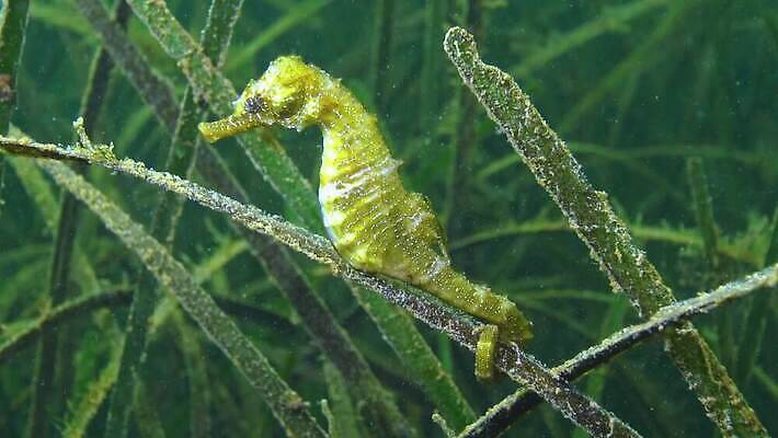 식물 바다 포유류 자연 낚시 어류 풍경 사람없음 물 노란색 환경 바닷속 수중 수중동물 생태계 생물학 낚시꾼 해마 내추럴 생태학 소금물 4K 수중영상 MP4 해외동영상 클립영상 자연요소 동물 교육 컬러 레저 바다동물 동영상 파일형식