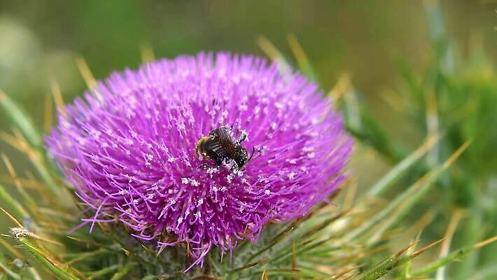 식물 동물 꽃 야생동물 곤충 꽃무늬 절지류 자연 사람없음 초록색 세계 보라색 봄 들꽃 다양 벚꽃 가시 약초 꿀벌 수분 벌 허브 유기농 서식지 엉겅퀴 내추럴 생태학 이국적 생존 전경 4K MP4 해외동영상 클립영상 웰빙 계절 교육 컬러 다수 무늬 풍경 풀_식물 벌_곤충 생태계 동영상 파일형식 탑뷰