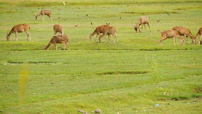동물 공원 남자 야생동물 백그라운드 밭 농업 포유류 자연 털 뿔 동양인 사람없음 농장 갈색 머리 환경 정원 맑음 가축 봄 시골 황무지 선탠 군중 숲 방목 생태계 꼬리 서식지 내추럴 동물상 아기사슴 암사슴 찰과상 많음 4K MP4 해외동영상 클립영상 계절 공공시설 산업 새끼 컬러 컨셉 날씨 사슴 사람 인종 신체부위 조형물 축산업 상처 암컷 동영상 파일형식