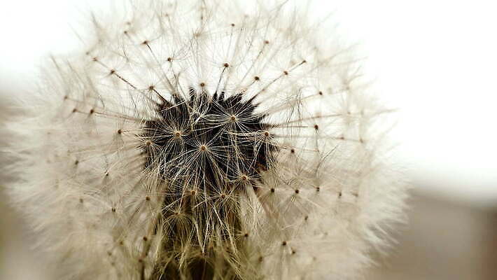 식물 계절 꽃 줄기 컬러 백그라운드 자연 바람 선인장 건조 씨앗 초원 사람없음 야외 여름 뷰티 머리 침묵 봄 성장 흰색 잡초 가시 황금 닫기 작음 민들레 묘사 날카로움 부드러움 솜털 동정 4K MOV 해외동영상 클립영상 자연요소 모션 날씨 신체부위 소리 감각 크기 생태계 동영상 파일형식