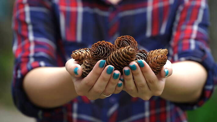 전통 손 계절 여자 백그라운드 크리스마스 패턴 손가락 자연 휴가 관리 선물 사람 목재 장식 뷰티 갈색 축하 잡기 소나무 그룹 숲 가득함 오브젝트 긍정 솔방울 침엽수 전나무 원뿔 내추럴 삼나무 엘리먼트 4K MOV 해외동영상 클립영상 도형 나무 기념일 컬러 컨셉 무늬 재료 모션 신체부위 생태계 동영상 파일형식