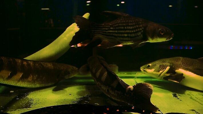 산업 비즈니스 실내 어류 취미 사람없음 반려동물 수중 수영 고급 사회이슈 수족관 육식 동물상 민물 생태학 이국적 포식 HD MP4 해외동영상 슬로모션 클립영상 멸종위기종 동물 교육 컨셉 촬영기법 내부 조형물 수중동물 수상스포츠 동영상 파일형식