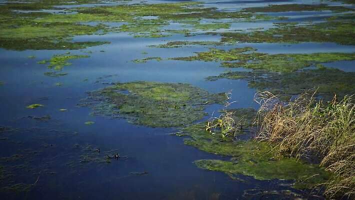 식물 바다 자연 사람없음 초록색 환경 바닷속 수중 해조류 생태계 광합성 산화 생태학 소금물 4K 수중영상 MP4 해외동영상 클립영상 교육 컬러 해양식물 동영상 파일형식
