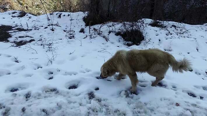 동물 스포츠 겨울 장난 포유류 자연 털 핀란드 경비 소년 사람없음 10대 반려동물 걷기 힘 회색 추위 자유 흰색 개 강아지 숲 속도 사냥 서리 북쪽 솜털 늑대 기르기 동반자 시베리아 어려움 주자 4K 순혈 MP4 해외동영상 클립영상 계절 남자 어린이 컬러 컨셉 모션 청소년 북유럽 안전 보호 방향 생태계 동영상 돌봄 파일형식