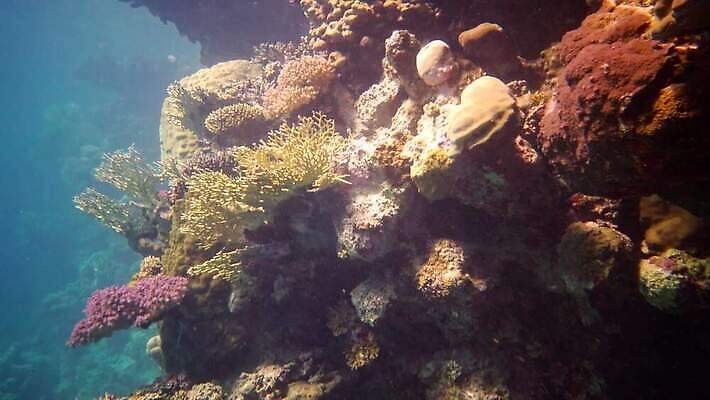동물 야생동물 바다 컬러 백그라운드 자연 낚시 이집트 어류 사람없음 빨간색 물 파란색 컬러풀 환경 바닷속 수중 수영 수중동물 산호 산호초 다이빙 스쿠버다이빙 소금 암초 홍해 해파리 깊이 생태학 이국적 4K MP4 해외동영상 클립영상 자연요소 교육 아프리카 레저 수상스포츠 수중식물 자포동물 생태계 동영상 수중스포츠 파일형식