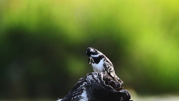 동물 야생동물 아프리카 자연 조류 국립공원 사람없음 야외 관광지 보호 사파리 흔들림 물새 몸단장 남아프리카 물총새 보츠와나 보호구역 크루거 MOV 해외동영상 클립영상 공원 나라 여행 컨셉 모션 생태계 동영상 남아프리카공화국 구역 파일형식