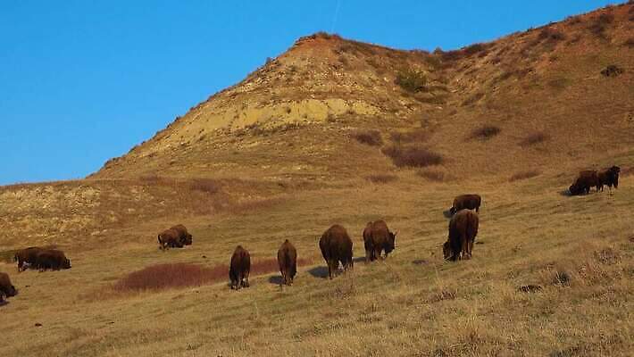 동물 공원 남자 야생동물 포유류 자연 털 사람없음 갈색 계곡 미국 군중 방목 들소 황소 짝짓기 와이오밍 전국 4K MP4 해외동영상 클립영상 공공시설 컬러 북아메리카 사람 소 축산업 생태계 동영상 파일형식