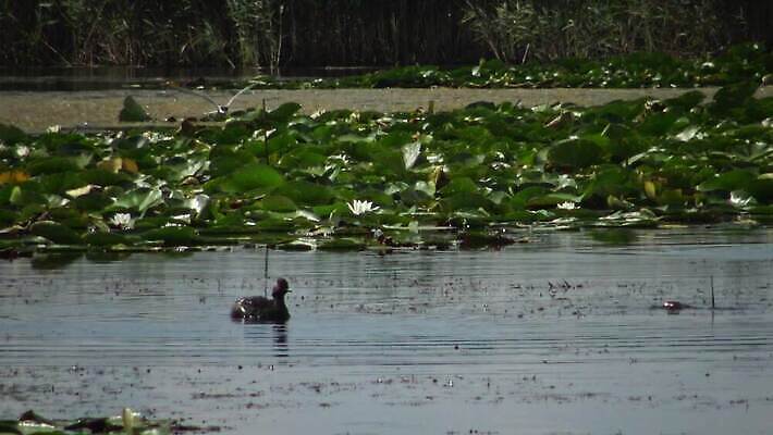 동물 유럽 호수 야생동물 바다 자연 조류 덴마크 사람없음 야외 빨간색 물 뷰티 반사 검은색 봄 잠수부 서식지 다뉴브강 동물상 4K MP4 해외동영상 클립영상 자연요소 계절 나라 컬러 북유럽 조형물 전문직 생태계 동영상 파일형식
