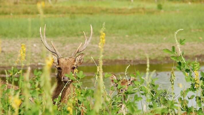 동물 여자 야생동물 밭 농업 포유류 자연 산 뿔 동양인 사람없음 초록색 농장 머리 환경 달러 가축 봄 시골 그룹 황무지 선탠 군중 방목 생태계 사냥 서식지 내추럴 동물상 아기사슴 암사슴 찰과상 많음 4K MP4 해외동영상 클립영상 계절 산업 새끼 컬러 컨셉 돈 사슴 사람 인종 신체부위 조형물 축산업 상처 암컷 동영상 파일형식