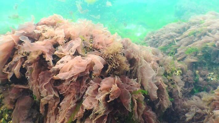 식물 바다 자연 풍경 사람없음 초록색 물 환경 바닷속 수중 수중동물 해조류 지중해 생태계 생물학 동물상 생태학 소금물 4K 수중영상 저서생물 MP4 해외동영상 클립영상 자연요소 동물 교육 컬러 생물 조형물 해양식물 동영상 파일형식