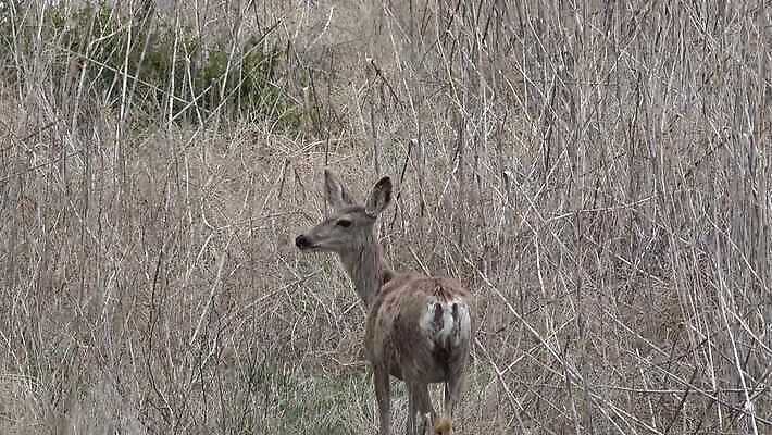 동물 공원 야생동물 밭 포유류 자연 생물 뿔 사람없음 야외 달러 흰색 황무지 숲 바퀴자국 꼬리 내추럴 동물상 아기사슴 4K MP4 해외동영상 클립영상 공공시설 새끼 컬러 돈 농업 자국 사슴 조형물 생태계 동영상 파일형식