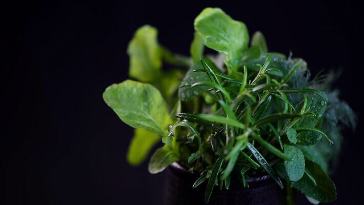 식물 음식 백그라운드 잎 채소 재료 자연 고추 탁자 건강 마늘 요리 사람없음 초록색 빛 정원 검은색 어둠 나뭇가지 신선 양념 조미료 맛 민트 허브 향신료 묘사 유기농 올리브 매움 날것 향기 아로마 향 후추 바질 로즈메리 내추럴 고립 맛있는 스피아민트 4K MOV 해외동영상 클립영상 나무 웰빙 열매 컬러 가구 컨셉 생태계 냄새 동영상 향미료 파일형식