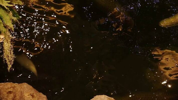 야생동물 청소년 실내 어류 사람없음 검은색 야간 큼 육식동물 멸종 브라질 동물상 민물 포식 MP4 해외동영상 클립영상 멸종위기종 자연요소 동물 컬러 사람 내부 조형물 수중동물 남아메리카 크기 동영상 파일형식