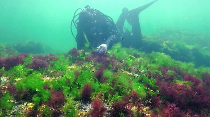 식물 바다 자연 사람없음 초록색 환경 바닷속 수중 해조류 생태계 생물학 광합성 산화 생태학 소금물 수중영상 MP4 해외동영상 클립영상 교육 컬러 해양식물 동영상 파일형식