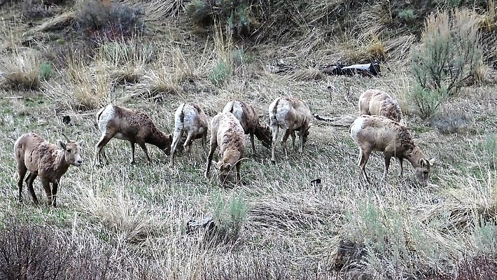 동물 공원 남자 야생동물 백그라운드 겨울 포유류 자연 풍경 사람없음 사막 양 군중 큼 빙하 램 전국 4K MP4 해외동영상 클립영상 계절 공공시설 사람 크기 생태계 동영상 파일형식