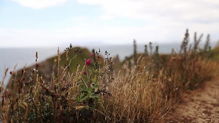 꽃 유럽 선 바다 섬 여행 백그라운드 자연 하늘 휴가 영국 잉글랜드 파노라마 사람 풍경 사람없음 야외 초록색 물 도시풍경 항구 보라색 역사 언덕 장면 지역 포트 동영상 랜드마크 수평선 MOV 해외동영상 클립영상 자연요소 식물 나라 컬러 교통시설 촬영기법 도시 생태계 파일형식
