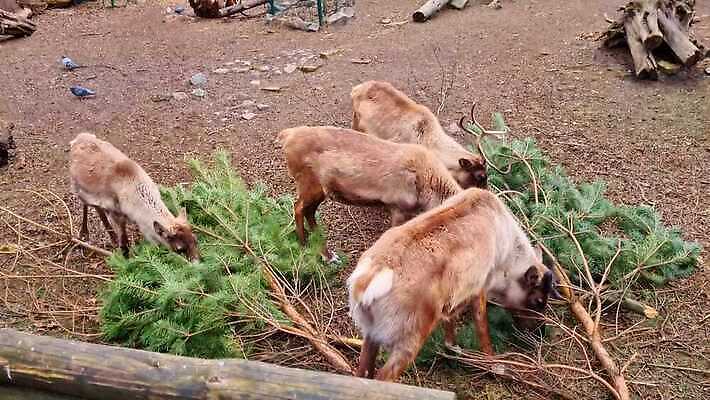 나무 동물 여자 열매 음식 잎 포유류 자연 조류 날씨 사람없음 목재 뷰티 환경 봄 나뭇가지 자신감 황무지 닫기 군중 숲 먹기 다람쥐 폭풍 눈보라 내추럴 수유 순록 아기사슴 4K MOV 해외동영상 클립영상 식물 계절 감정 새끼 재료 모션 사슴 눈_날씨 사람 설치류 생태계 동영상 파일형식