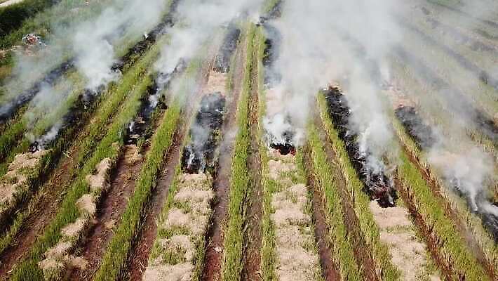 식물 계절 아시아 백그라운드 자연 지팡이 건조 동양인 풍경 사람없음 야외 초록색 여름 농작물 글로벌 농장 농경지 갈색 환경 수확 가을 시골 뜨거움 잡초 오염 분위기 연기 위험 땅 지역 밀짚 내추럴 논밭 밭일 재앙 화상 4K MOV 해외동영상 클립영상 나라 컬러 컨셉 밭 농업 논 인종 짚 상처 생태계 동영상 파일형식