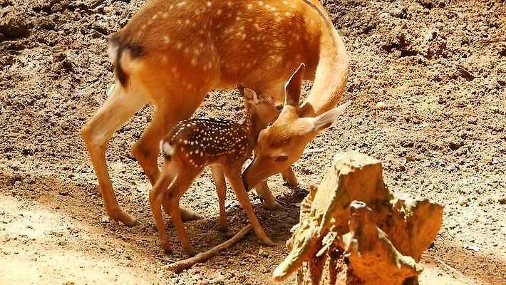 동물 공원 여자 남자 아시아 야생동물 밭 포유류 자연 초식동물 털 사람없음 야외 태양 머리 침묵 봄 흰색 아기 점 황무지 숲 귀 뿌리 내추럴 동물상 아기사슴 암사슴 전국 MOV 해외동영상 클립영상 자연요소 계절 공공시설 나라 새끼 컬러 농업 사슴 사람 신체부위 조형물 소리 암컷 생태계 동영상 파일형식