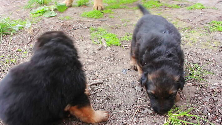 동물 척추동물 새끼 포유류 가족 털 독일 앉기 사람없음 반려동물 머리 검은색 우정 쌍 양치기 경찰 개 강아지 보호 작음 모피 보안 송곳니 기르기 유래 경비견 순혈 MOV 해외동영상 클립영상 직업 유럽 컬러 컨셉 관계 모션 안전 신체부위 친구 치아 크기 동영상 돌봄 파일형식