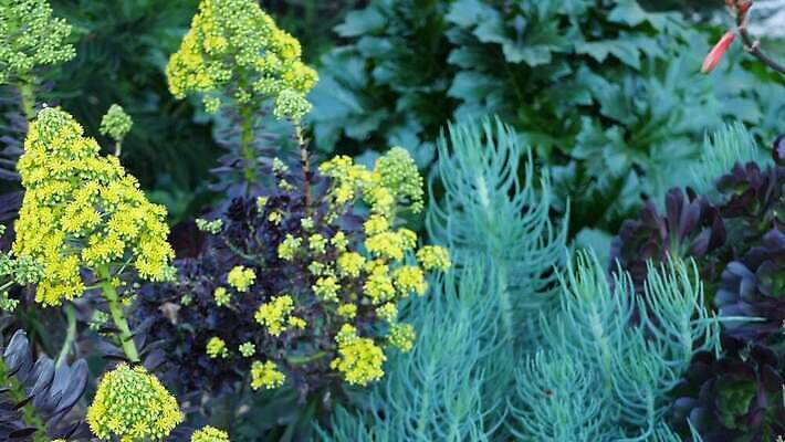 나무 식물 꽃 화초 백그라운드 꽃무늬 그림자 사람없음 아웃포커스 장식 노란색 정원 미국 어둠 사막 벚꽃 개화 분위기 닫기 그늘 피라미드 캘리포니아 화단 원뿔 내추럴 다육식물 블러 카피스페이스 세련 4K 건조기후 MP4 해외동영상 클립영상 도형 건축물 컬러 컨셉 북아메리카 무늬 모션 촬영기법 공백 동영상 랜드마크 파일형식