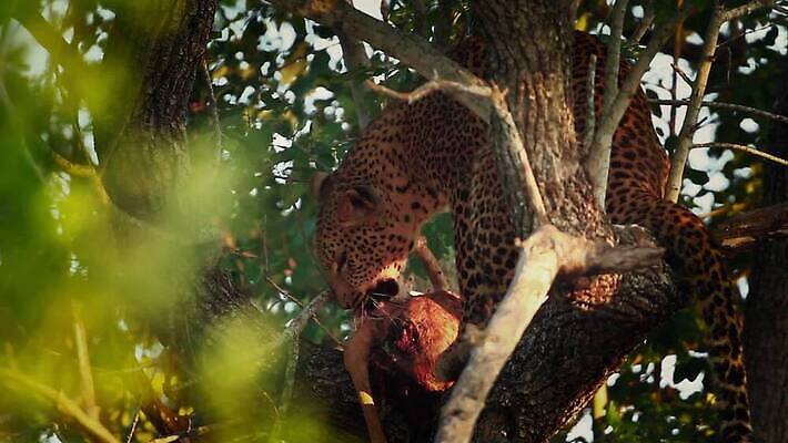 나무 동물 야생동물 포유류 아프리카 자연 국립공원 사람없음 관광지 고양이 황무지 보호 먹이 먹기 사파리 육식동물 표범 살인 남아프리카 보츠와나 보호구역 크루거 MOV 해외동영상 클립영상 멸종위기종 식물 공원 나라 여행 컨셉 모션 반려동물 범죄 생태계 동영상 남아프리카공화국 구역 파일형식