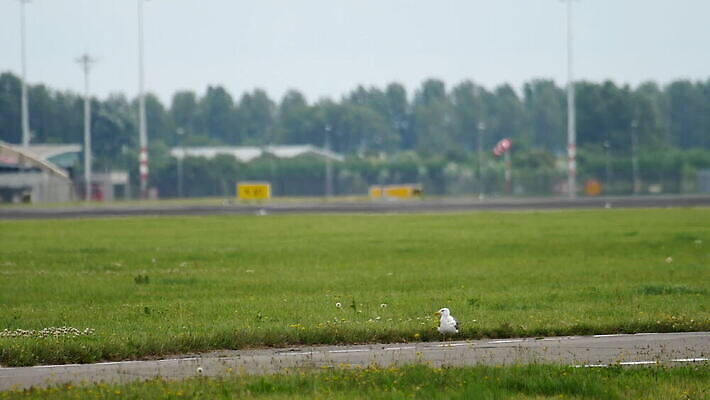교통시설 갈매기 하늘 비행기 사람없음 공항 항공 시작 출발 상업 제트기 승객 엔진 암스테르담 대패 지상주행 MOV 해외동영상 클립영상 교통 컨셉 항공교통 조류 대중교통 네덜란드 시설 동영상 파일형식