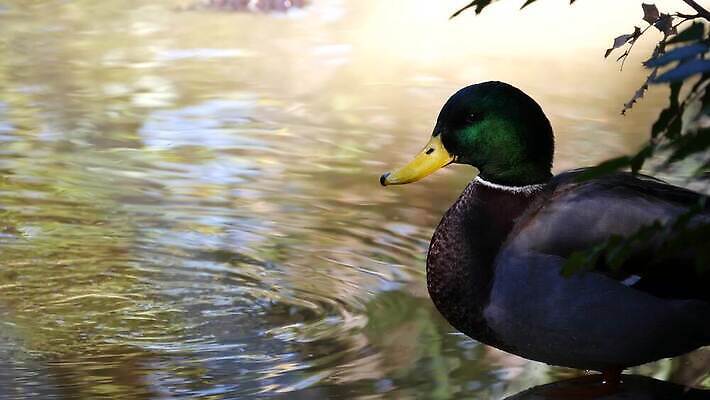 호수 무지개 날개 자연 조류 오리 경사 사람없음 초록색 강 컬러풀 머리 금속 다양 연못 황무지 수면 깃털 사냥 부리 에메랄드 물새 청둥오리 계산서 민물 스펙트럼 4K MP4 해외동영상 클립영상 자연요소 동물 컬러 다수 재질 신체부위 물 보석 생태계 동영상 파일형식