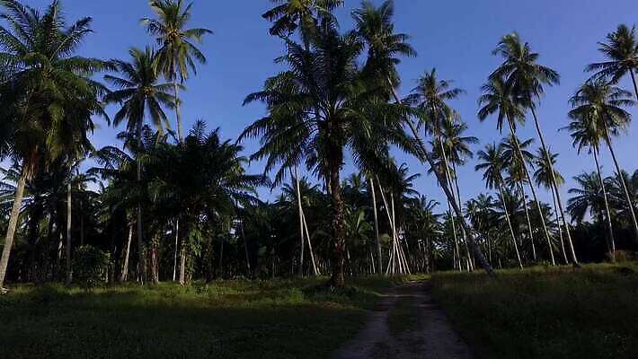 나무 식물 공원 산업 음료 섬 여행 잎 농업 과일 태국 자연 휴가 손바닥 풍경 사람없음 야외 초록색 여름 파란색 울타리 농장 정원 놀이방 활발 시골 침대 기름 숲 땅 코코넛 남쪽 내추럴 이국적 세련 4K MOV 해외동영상 클립영상 손 계절 공공시설 아시아 음식 컬러 가구 컨셉 담장 방향 생태계 동영상 파일형식