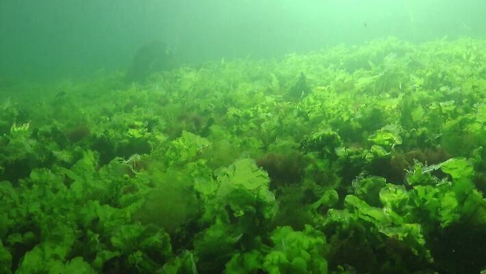 식물 바다 자연 사람없음 초록색 환경 바닷속 수중 해조류 생태계 광합성 산화 생태학 소금물 4K 수중영상 MP4 해외동영상 클립영상 교육 컬러 해양식물 동영상 파일형식