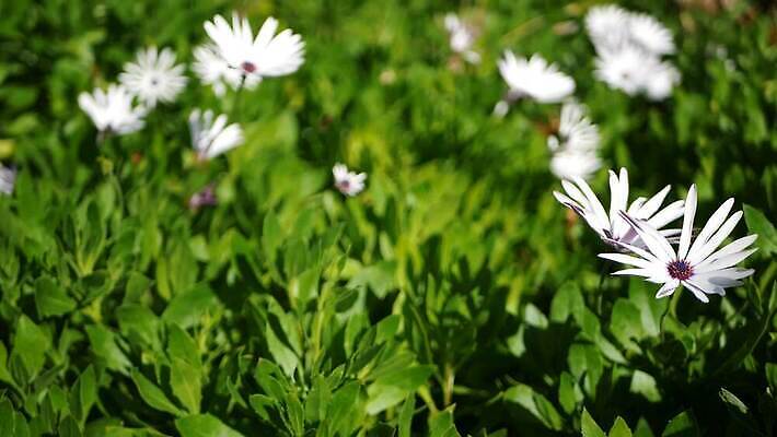 식물 꽃 화초 백그라운드 꽃무늬 해바라기 사람없음 장식 컬러풀 정원 보라색 미국 봄 활발 벚꽃 흰색 신선 개화 분위기 자주색 망토 제비꽃 데이지 합성 캘리포니아 화단 라일락 내추럴 금잔화 강렬 카피스페이스 세련 4K MP4 해외동영상 클립영상 계절 컬러 컨셉 북아메리카 무늬 공백 동영상 파일형식