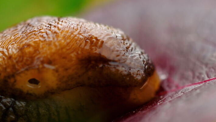 동물 야생동물 백그라운드 자연 생물 연체동물 사람없음 갈색 젖음 느림 기어가기 민달팽이 끈적임 4K MOV 해외동영상 클립영상 컬러 모션 무척추동물 생태계 동영상 파일형식 달팽이_동물