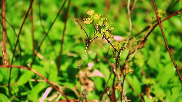 식물 꽃잎 꽃 컬러 백그라운드 잎 꽃무늬 농업 자연 사람없음 야외 초록색 여름 뷰티 노란색 정원 보라색 봄 성장 벚꽃 흰색 신선 숲 제비꽃 유기농 부드러움 내추럴 영원 프리뮬러 MOV 해외동영상 클립영상 웰빙 계절 산업 무늬 감각 생태계 동영상 파일형식