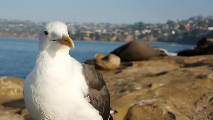 동물 바다 자연 갈매기 조류 생물 국립공원 사람없음 미국 바위 황무지 달콤 물개 깃털 환경보전 호기심 생물학 부리 캘리포니아 태평양 물새 서식지 계산서 산티아고 서쪽 4K MP4 해외동영상 클립영상 공원 교육 감정 컨셉 북아메리카 포유류 바다동물 돌_바위 맛 방향 사회이슈 생태계 동영상 파일형식