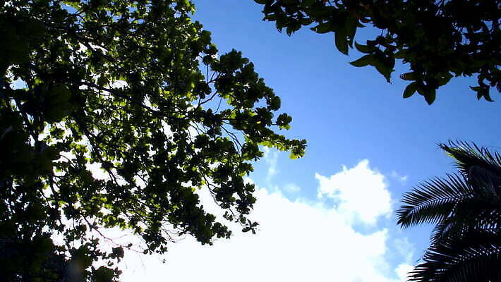 나무 식물 구름 잎 자연 하늘 바람 따뜻함 풍경 사람없음 야자수 숲 공터 모리셔스 이국적 MOV 해외동영상 클립영상 자연요소 날씨 생태계 동영상 파일형식