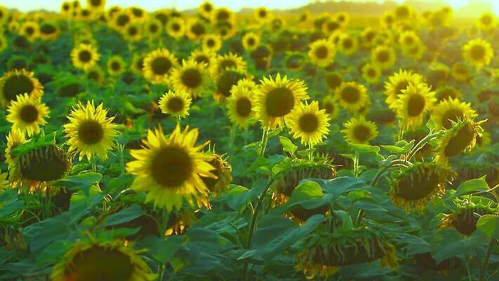 식물 계절 꽃잎 밭 농업 오렌지 자연 해바라기 씨앗 사람없음 야외 초록색 농작물 컬러풀 햇빛 농장 노란색 정원 맑음 일몰 활발 성장 벚꽃 시골 원형 수수께끼 개화 장면 내추럴 4K MP4 해외동영상 클립영상 도형 꽃 산업 컬러 컨셉 과일 날씨 태양 노을 생태계 동영상 파일형식