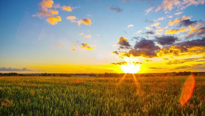 식물 구름 계절 밭 농업 자연 하늘 아침 날씨 파노라마 옥수수 풍경 초원 사람없음 초록색 여름 파란색 빛 농작물 햇빛 태양 농장 농경지 맑음 일몰 성장 전원 시골 시간 황금 저녁 낟알 땅 밀 장면 내추럴 평야 4K 타임랩스 MP4 해외동영상 클립영상 주간 자연요소 산업 컬러 곡류 촬영기법 노을 전기에너지 야간 생태계 동영상 파일형식