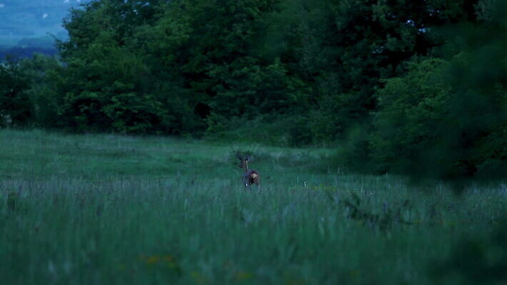 나무 식물 동물 1 계절 야생동물 잎 밭 포유류 자연 초식동물 사슴 성인 사람없음 야외 빛 갈색 우주 환경 황혼 새벽 황무지 숲 사냥 헝가리 암사슴 MOV 해외동영상 클립영상 자연요소 컬러 농업 사람 일몰 암컷 생태계 동영상 동유럽 파일형식