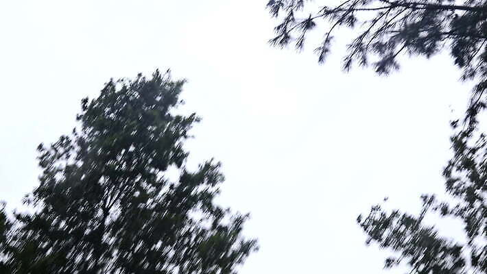 나무 도로 바람 날씨 거리 풍경 사람없음 야외 목재 초록색 여름 환경 손상 가을 나뭇가지 떨어짐 위험 사건 폭풍 보험 내추럴 깨짐 뇌우 재앙 폭풍우 허리케인 힘찬 4K MOV 해외동영상 클립영상 자연요소 식물 계절 길 컬러 컨셉 재료 교통시설 비_날씨 자연재해 동영상 파일형식