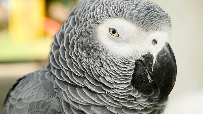 동물 척추동물 1 응시 야생동물 백그라운드 날개 아프리카 자연 조류 대화 사람없음 야외 반려동물 컬러풀 머리 검은색 회색 흰색 작음 깃털 부리 앵무새 새장 멸종 노려봄 고립 이국적 잉꼬 지능 MOV 해외동영상 클립영상 시선 나라 컬러 표정 말하기 신체부위 크기 생태계 동영상 케이지 파일형식