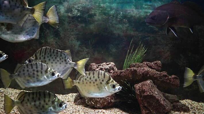 동물 바다 어류 사람없음 물 반려동물 수영 흰색 어항 수족관 공격적 민물 4K MP4 해외동영상 클립영상 자연요소 컬러 컨셉 수중동물 수상스포츠 동영상 파일형식