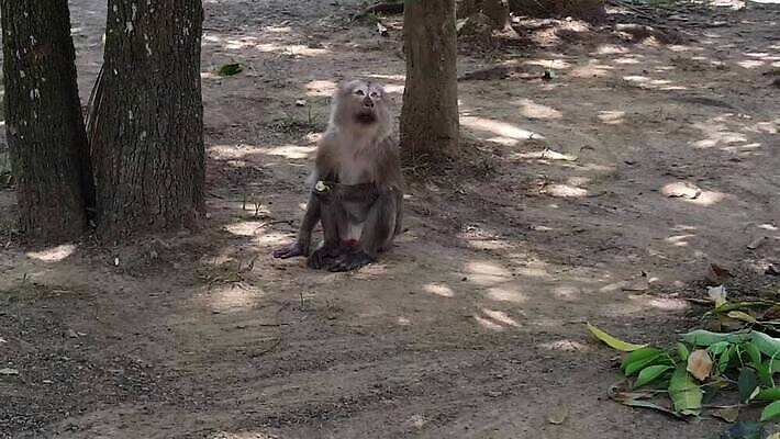 나무 동물 아시아 종교 문화 여행 건축양식 포유류 밥 씨앗 사람없음 건물 파란색 침묵 일몰 흰색 원숭이 황금 먹기 장면 네팔 사리탑 카트만두 MOV 해외동영상 클립영상 식물 건축물 건축 나라 음식 컬러 모션 노을 탑 소리 동영상 파일형식